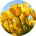 Liliia Katilova profile picture